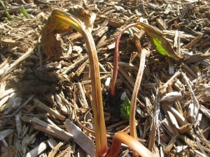 Rhubarb Diaries