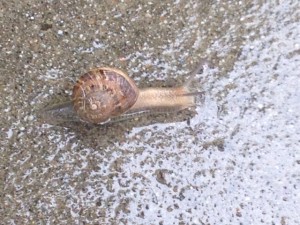 Shaklee Snail