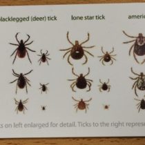 Ticks! My son had one…